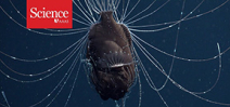 Video: Deep sea anglerfish with parasitic male Photo