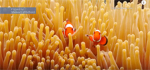 Video: Colorful clownfish hide out in anemone fish home Photo