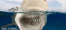 Wetpixel Ultimate Tiger Sharks 2015 Photo