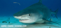 Last space: Wetpixel Tiger sharks 2015 Photo