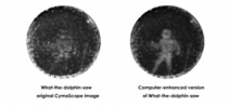 Scientists show what dolphins see through echolocation Photo