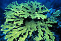 More protection for Caribbean Corals Photo