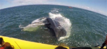 Quebec tourists are treated to an up close and personal fin whale encounter Photo