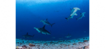 New marine sanctuary established in Galapagos Islands Photo