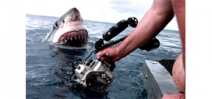 Story behind a viral great white shark shot Photo