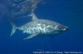 Guadalupe great white shark expedition, August 25-30, 2006 Photo