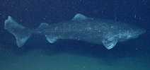 Greenland sharks live for over 270 years Photo