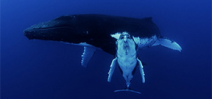 Video: Whale Song by Howard and Michele Hall Photo