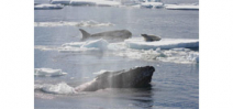 Study published on why humpbacks protect other mammals from Orca predation Photo