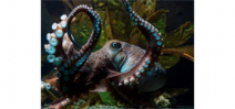 Octopus escapes tank and finds way back to ocean Photo