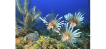 Whole Foods set to sell invasive Lionfish Photo