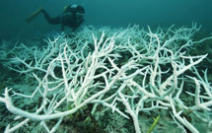 70 percent of Japan’s largest coral reef has died Photo