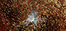 Image: Lionfish in glassfish school Photo
