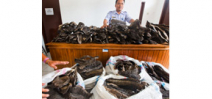 Indonesia punishes illegal manta ray trader Photo