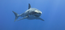 Great White Shark Mary Lee returns to Jersey Shore Photo