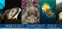 Call for entries: Monterey Shootout 2015 Photo