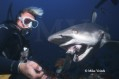 Mike Veitch on Shark Photography Photo
