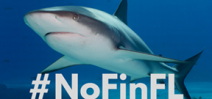 Florida Shark Fin ban needs support Photo