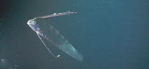 Oarfish filmed for the first time from an ROV Photo