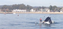 Video: Paddle boarder has near miss with whale Photo