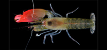 Shrimp species named after Pink Floyd Photo
