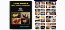 Reef ID Guide to Indo-Pacific Seashells released Photo