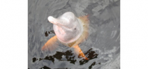 New species of river dolphin discovered in Brazil Photo