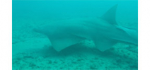 Diver encounters 10 critically endangered sawfish off Florida coast Photo