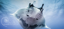 Call for entries: San Diego UnderSea Film Exhibition Photo
