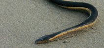 Paper shows that sea snakes dehydrate at sea Photo
