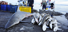 Sabah outlaws shark fishing in its marine parks Photo