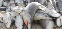 Study investigates illegal shark fishing Photo