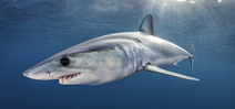 New study shows high mortality rate of mako sharks Photo