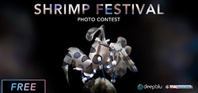 Call for entries: Scubashooters Shrimp Festival Photo
