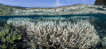 NOAA warns of third coral bleaching event Photo