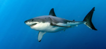 Great White Shark dies after 3 days in captivity in Okinawa aquarium Photo