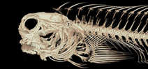 Scientist creates 3D scan catalog of fishes Photo