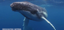 Video: Tonga whales above and below by Simon Buxton Photo