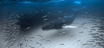 Final Call: Underwater Photographer of the Year Photo