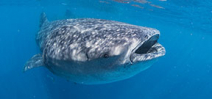 Whale Sharks 2014: Trip report Photo