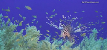 Video: Lionfish stalks and kills prey Photo