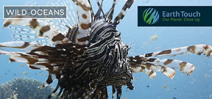 Video: Lionfish footage on Wild Oceans Photo