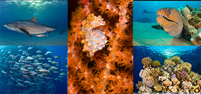 World Oceans Day 2022 Photo