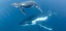 Tony Wu identifies whale “super mum” Photo