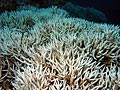 Summer weather impacts Australia’s Great Barrier Reef Photo