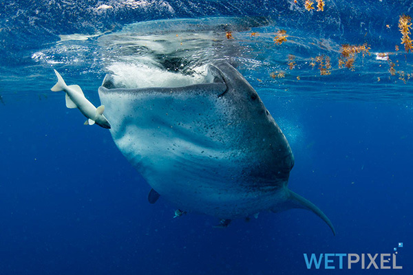 Wetpixel whale sharks 2015