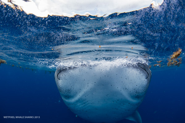 Wetpixel whale sharks 2015