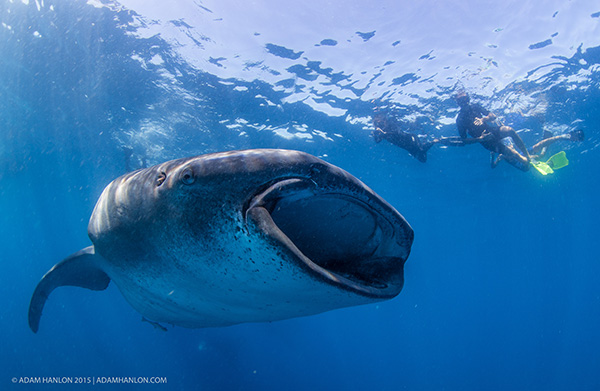 Wetpixel Whale Sharks 2015