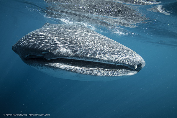 Wetpixel Whale Sharks 2015