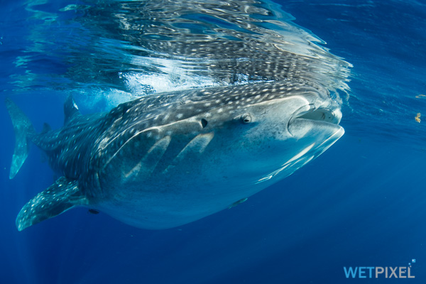 whale sharks on Wetpixel